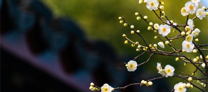 吸天地之靈氣，取日月之精華|四季花凝露，以花養容，人比花艷