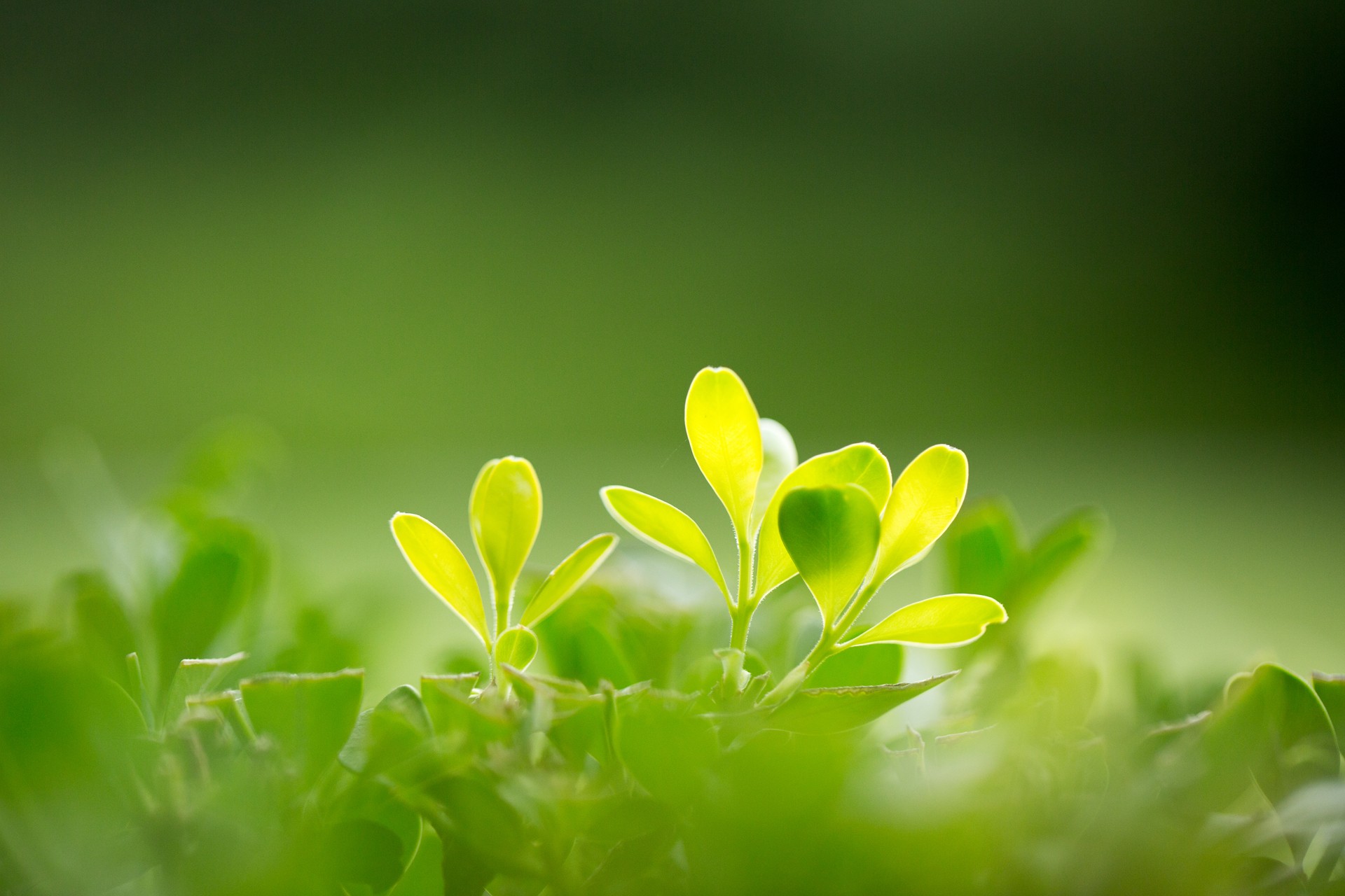 植物抗菌劑
